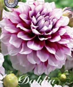 Dahlia Dekorativ Liten ’Edinburgh’