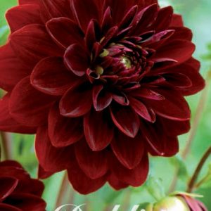 Dahlia Dekorativ Liten ’Arabian Night’