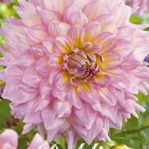 Dahlia Dekorativ Jätte ’Strawberry Ice’