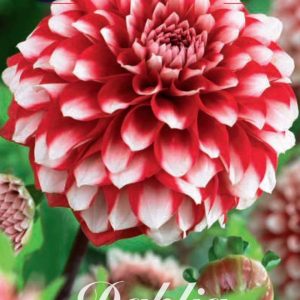 Dahlia Boll ’Checkers’