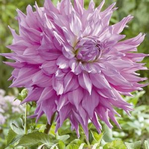 Dahlia Dekorativ Jätte ’Sir Alfred Ramsey’