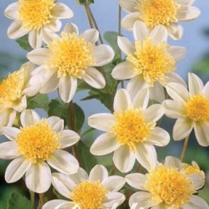 Dahlia Anemon ’Toto’