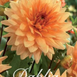 Dahlia Dekorativ Liten ’Noordwijks Glory’