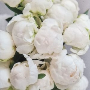 Pion ’Odile’