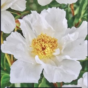 Pion ’Krinkled White’