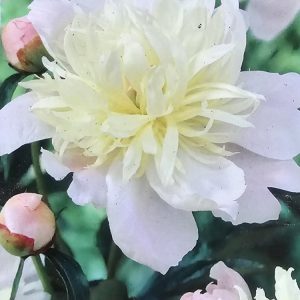 Pion ’Madame Calot’