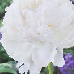 Pion ’Brother Chuck’