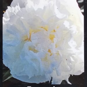 Pion ’Mistress’