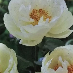 Pion ’Lemon Chiffon’
