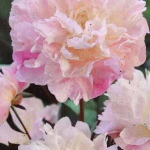 Pion ’Catharina Fontijn’