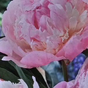 Pion ’Raspberry Sundae’