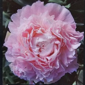 Pion ’Chiffon Parfait’