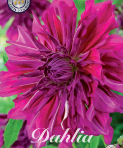 Dahlia Dekorativ Jätte ’Purple Taiheijo’