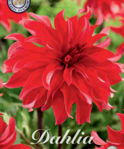 Dahlia Dekorativ Stor ’Red Labyrinth’