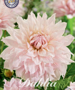 Dahlia Dekorativ Jätte ’Shiloh Noelle’