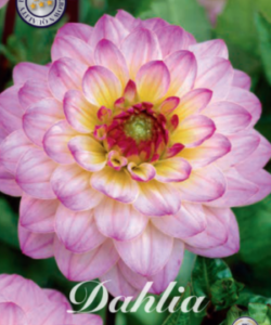 Dahlia Boll ’El Paso’