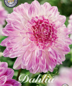 Dahlia Anemon ’Que Sera’
