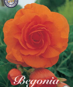Begonia ’Double Orange’