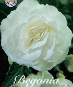 Begonia ’Double White’
