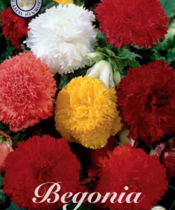 Begonia ’Fimbriata Mixed’