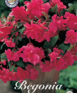 Begonia ’Pendula Pink’
