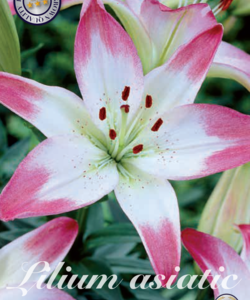 Lilja ’Asiatic Lollipop’ x2