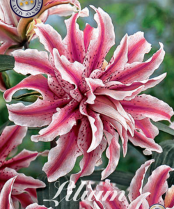 Lilja ’Magic Star’