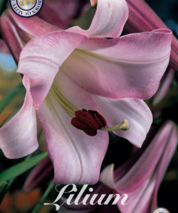 Lilja ’Pink Perfection’ x2