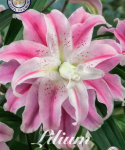 Lilja ’Sweet Rosy’