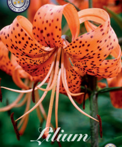 Tigerlilja ’Tigrinum Splendens’ x2