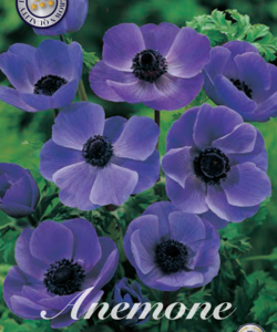 Anemon ’De Caen Blue’