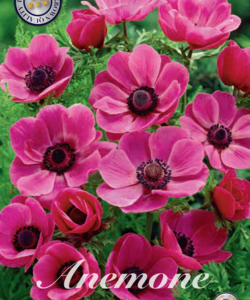 Anemon ’De Caen Pink’
