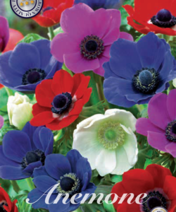 Anemon ’De Caen Mixed’