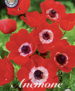 Anemon ’De Caen Red’