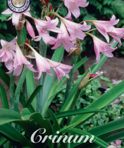 Crinum ’Powellii’ Kalljordskrinum