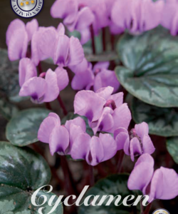 Cyclamen ’Coum’
