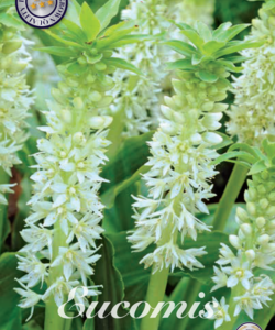 Eucomis ’Autumnalis’