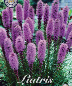Rosenstav Liatris ’Spicata’ x10
