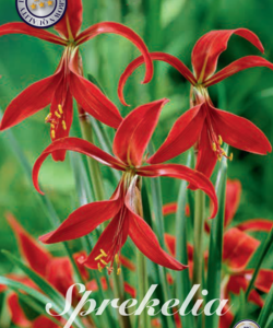 Sprekelia ’Formosissima’