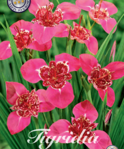 Tigridia ’Lilacea’