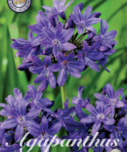 Agapanthus ’Blue’