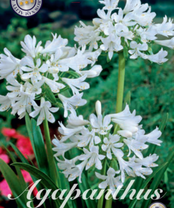 Agapanthus ’White’