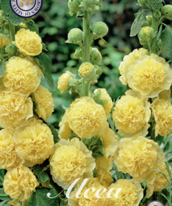 Alcea ’Yellow’