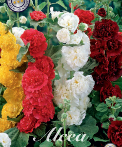 Alcea ’Mixed’