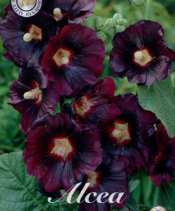 Alcea ’Maroon’