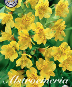Alstroemeria ’Yellow’