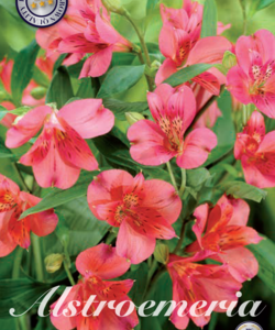 Alstroemeria ’Red’