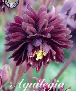 Aquilegia ’Black Barlow’