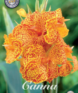 Canna ’Picasso’