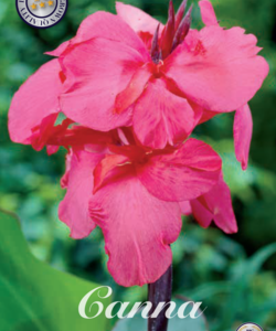 Canna ’Pink’